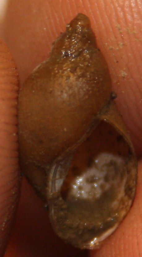 dal comprensorio del Corno alle Scale (BO): da id. /3